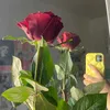 elaph_yaser