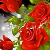 alz428