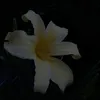 timea_040