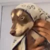 Rosko