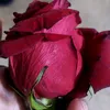 arjoanaa