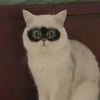 zunitacatlover06
