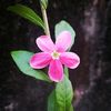 janpan973