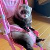 iloveferrets456
