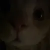 alice_cecilia8