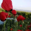 nabazpenjweny945