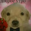 barebyx_vidernytiy