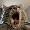adelka.1_