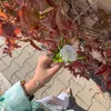 sallwaa.11
