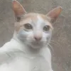 bow_nank28