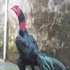 gadacuonga