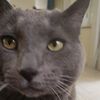 gato.gordo889