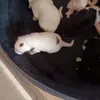 kaporalbaby