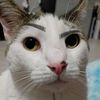 nightmare101cat
