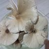 apuqajang.id