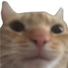 snowyl11