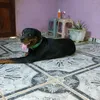 tison0519