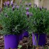 simanislavender