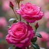 naveedbhai282