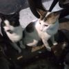 kemma_85