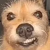 vigggopiggo