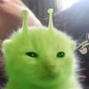 kayyvaa 𝐁𝐋𝐕