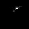 nikoo_6969
