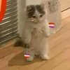 justachaotickitten