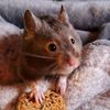 hamsterdamz