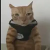 ngocducwdzvcl