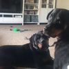 rottweillermom