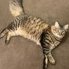 kitten_lady21