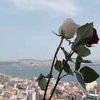 abo.oamr.1993