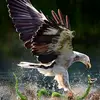 joelmwenyewe