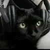 catxd_01