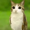 liltoots_0