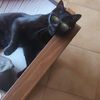 blackcat7446