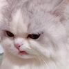 tr_bao._.d
