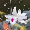 quachhai92
