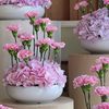 saraabdullah596