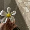 lmimil6