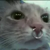 formiguinhal_