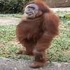 macaco._.s