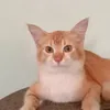 roslanmohammed525