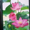 mykieu12340