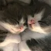 ollkowexx