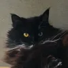 sci_cat