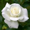 user163110445