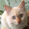 mewmewgubgub