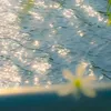 kimdaisy08